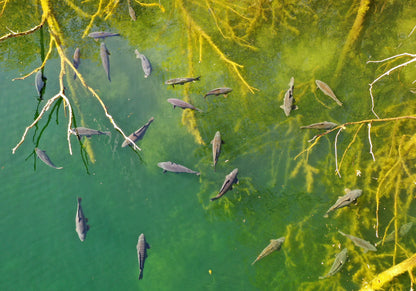 WATERCRAFT - Erfolgreich Karpfenangeln - Teil 3 (ebook)